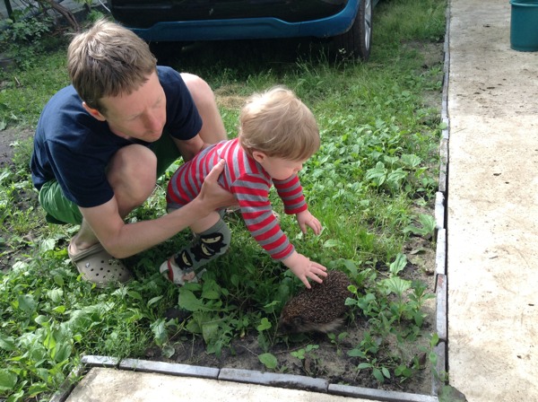 Знакомство с ёжиком