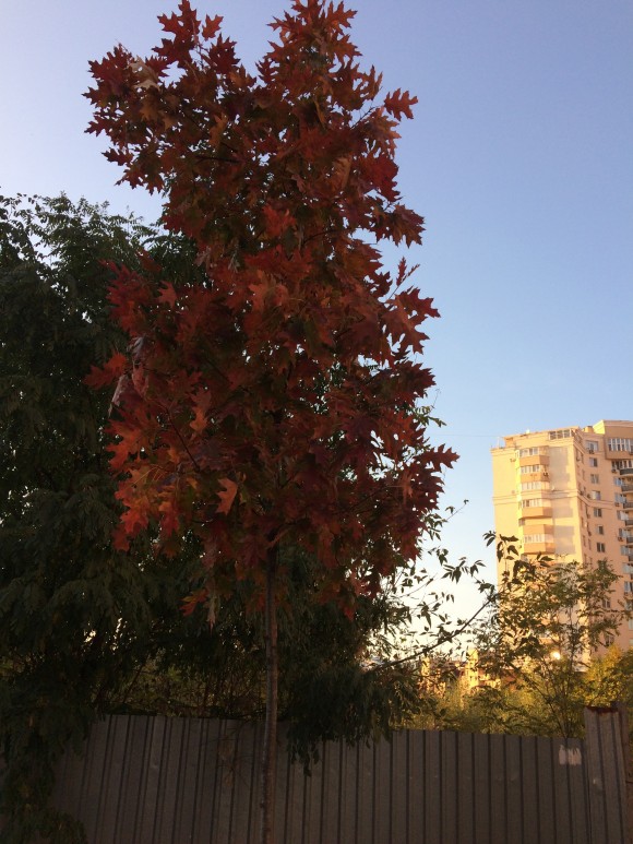 22063F0D-C99F-49F6-8A8D-1F19EE65A776