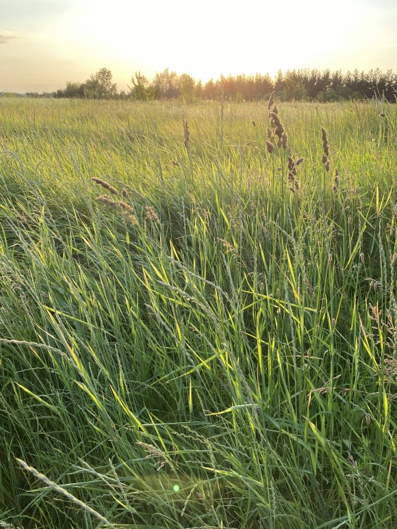 602795CE-1937-4D56-B4F7-14A08B610D34