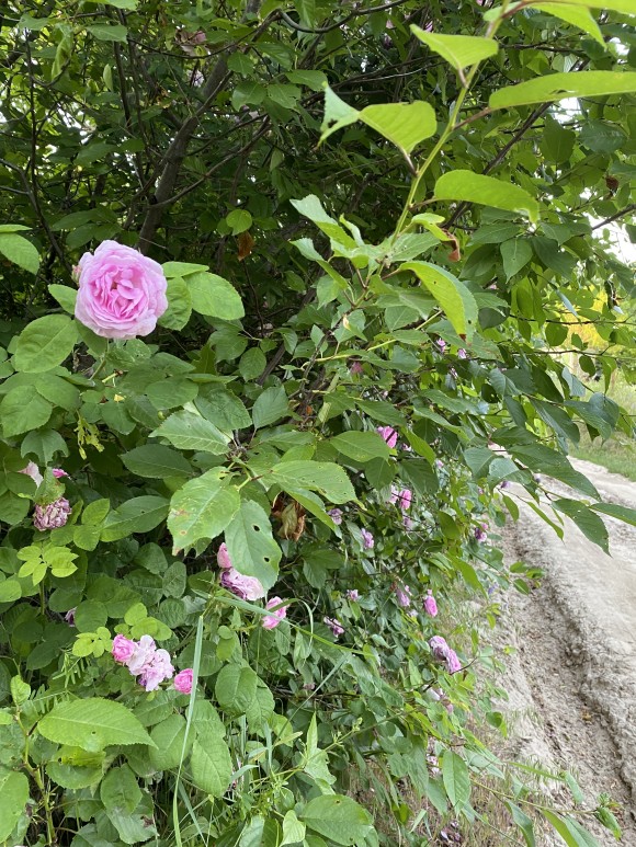 A808FD74-B7CC-488D-9F03-89F9B4B61602