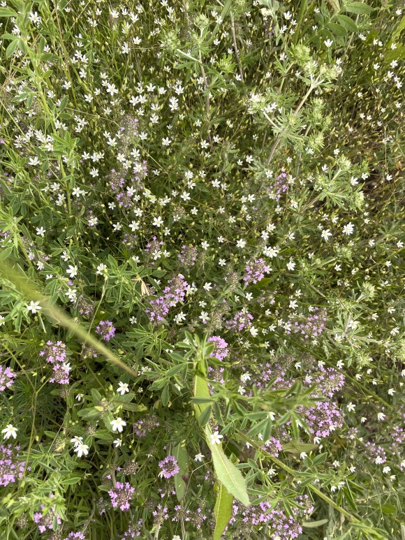 DD36385C-4438-4A18-9FA9-4CFA321883A2