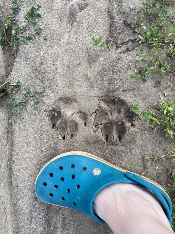 61EA1FBB-5E23-4D9A-AB84-64581E9154D3