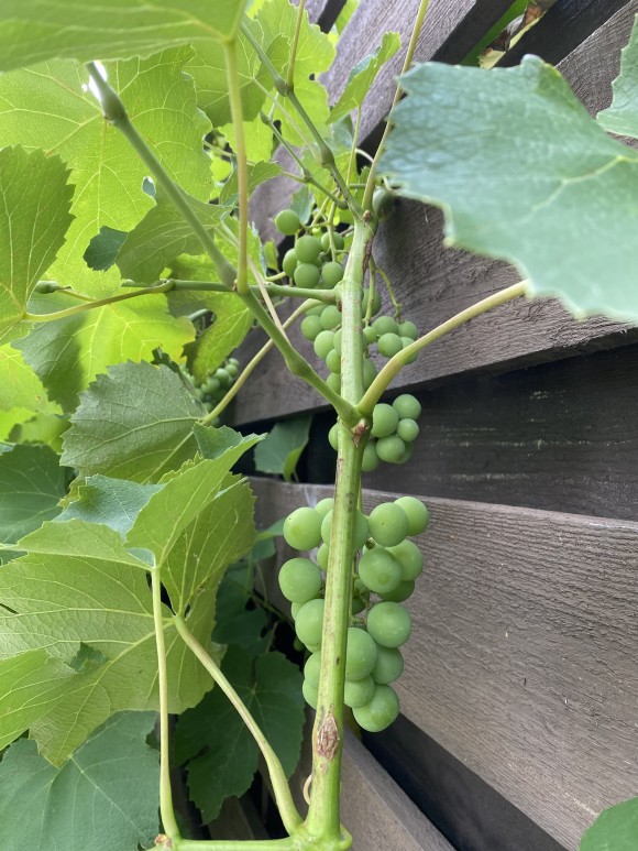 EFE9FE32-6ECC-4AC5-9A09-ADE8C8617420