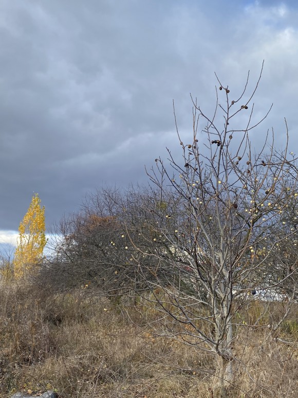 86C11B8D-7F62-4F6C-BB65-8D95DD1758FC