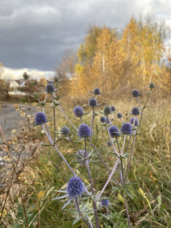 B53796DC-A36C-4BEA-9C1A-FBDCA8FF30A5