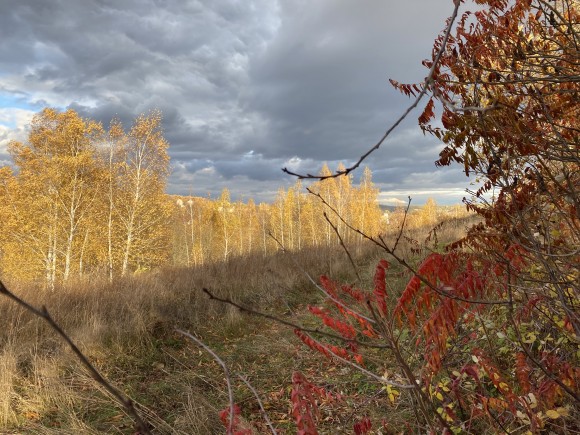 D8B167D8-7B10-403E-8AB6-6334EAAD9D01